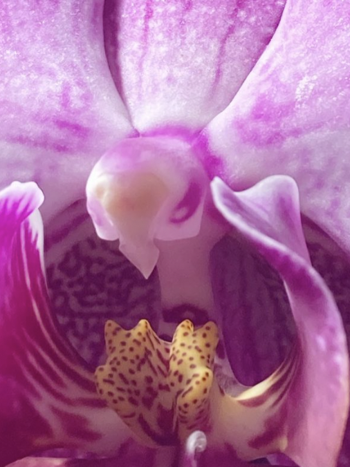 flower:)
